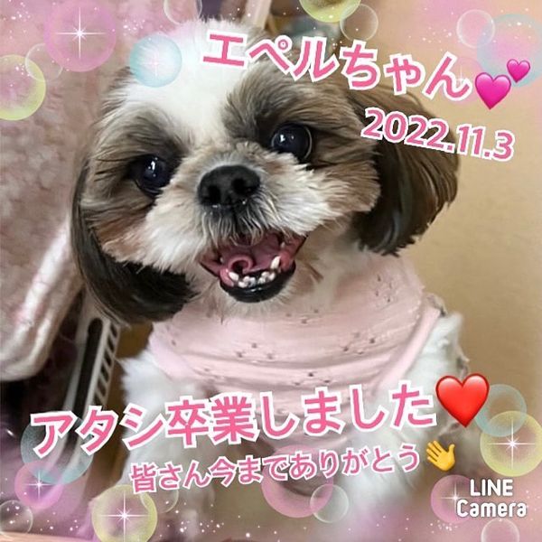 【運命の赤い糸見～つけた💓トイプードルのシャビーちゃん💕、シーズーのエペルちゃん💕】2022,11,3